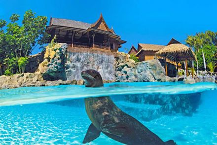 The Sea Lion Island Siam Tenerife